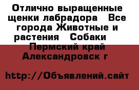 Отлично выращенные щенки лабрадора - Все города Животные и растения » Собаки   . Пермский край,Александровск г.